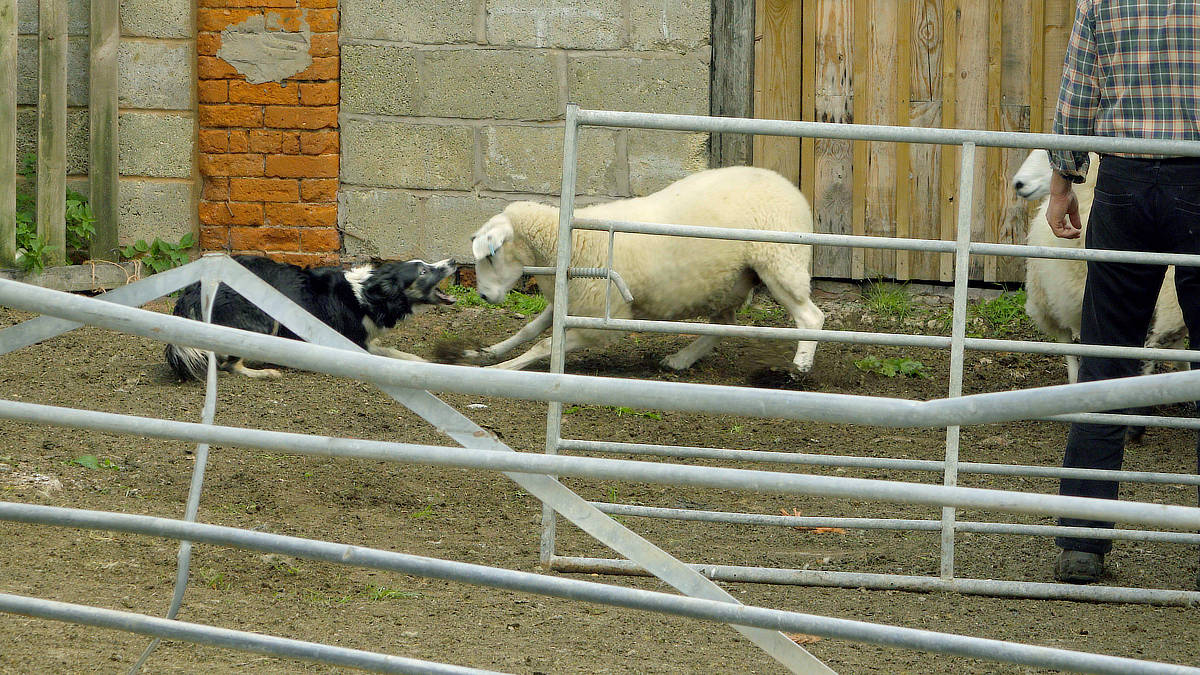 SheepdogTeacher's tweet photo. CAREW 'TRAINING' A STUBBORN EWE - Ten years ago. From being very shy of sheep Carew learned to control sheep and cattle with style.
Improve your dog's confidence with our online training videos. https://t.co/ljhYW3u8EP #SheepdogTraining #farmdog #sheepdog #bordercollie #training https://t.co/UdMGnRIu3h