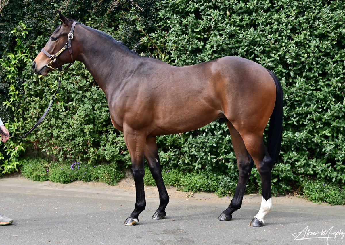 2YO KOFFEE AND KALE battles to the line <a href="/LeicesterRaces/">Leicester Racecourse</a> to break his maiden for <a href="/MikeBellRacing/">Michael Bell</a> &amp; Kms Orange Limited 🙌

By Ardad (<a href="/OverburySires/">Overbury Stallions</a>), he was sourced at #GoffsBreezeUp by Nick Bell from Greenhills Farm (<a href="/katiewalsh9/">Katie Walsh</a>) 🚀
