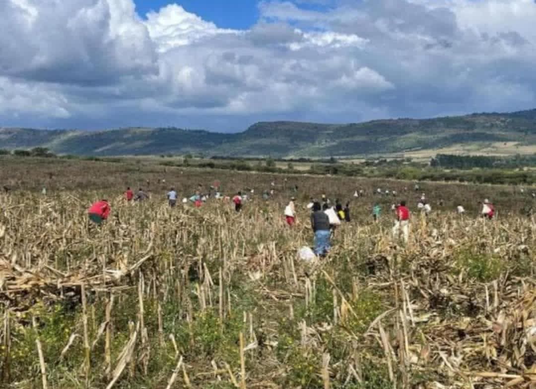 George T. Diano tweet media