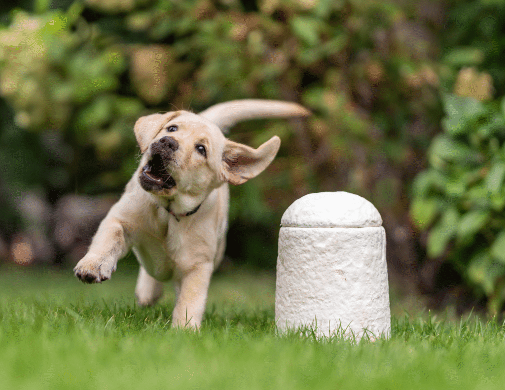 materialdistrct's tweet photo. Loop Biotech Launches World’s First Mushroom Urn for Pets https://t.co/JC48iNi3VO

#MaterialInspiration #Materials #Mycelium #BiobasedMaterials #CircularDesign #SustainableProducts #Mycelium #MaterialInnovation #LoopBiotech #PetDesign #EcoDesign https://t.co/obHvf9JGHn