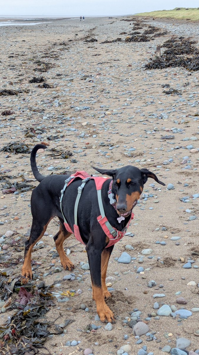 NotBadForHerAge's tweet image. 7 mile run with #Damson this afternoon along a lovely stretch of coast with barely anyone around. It's been a while since I ran on sand and pebbles &amp;amp; it doesn't get any easier! 😅🐾🏃🏻‍♀️ #cumbria #runningwithdogs