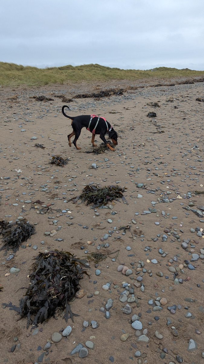 NotBadForHerAge's tweet image. 7 mile run with #Damson this afternoon along a lovely stretch of coast with barely anyone around. It's been a while since I ran on sand and pebbles &amp;amp; it doesn't get any easier! 😅🐾🏃🏻‍♀️ #cumbria #runningwithdogs