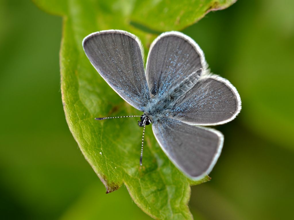 Members Afternoon this Saturday at 2pm, Mike Slater Butterfly Conservation Officer for Warwickshire will share his 50 years experience on how Small Blue was saved from regional extinction and how Warwickshire undertake conservation. We hope to see you. buff.ly/s6zL6J0