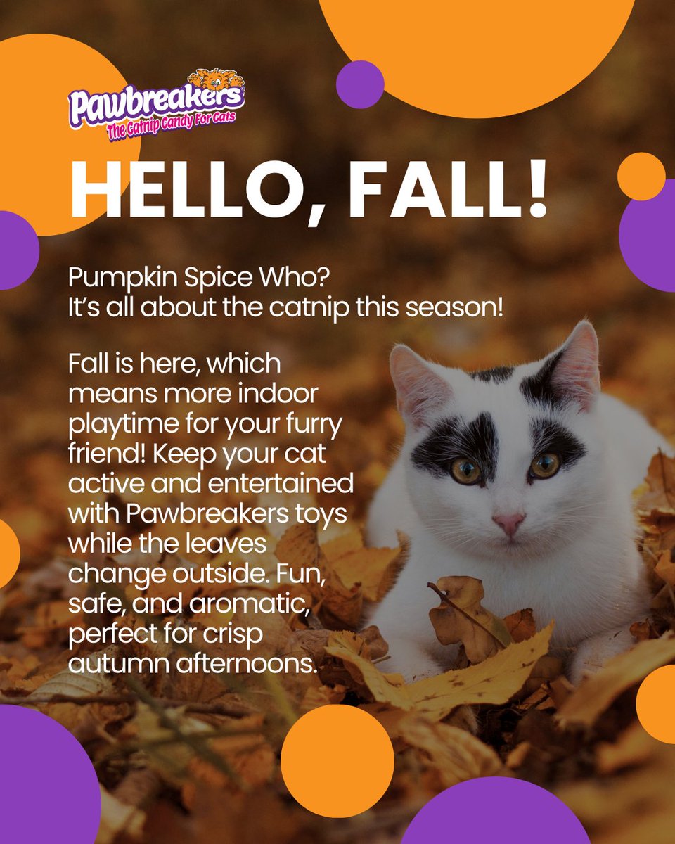 MrCatnip_222's tweet image. Fall has officially begun! Cozy vibes, play-ful paws, and the purr-fect autumn adventures 🍂🐱
Let your kitty fall in love with playtime all season long!
#pawbreakers #cattreats #catfriends #fall2025 #fallingleaves #fallbegins
wix.to/1G5sXEQ