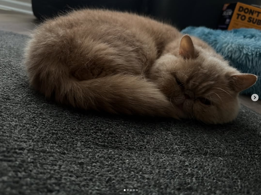 Sickos Committee tweet media