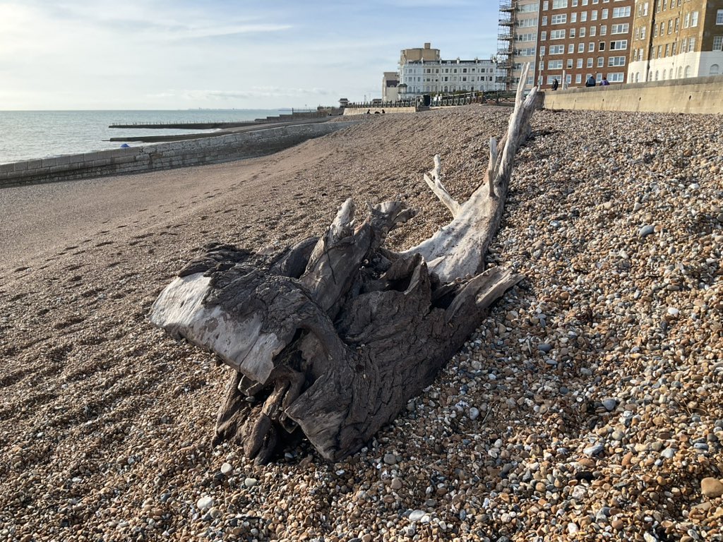 Simoncitizen's tweet image. #Shipwrecked #Hove #AfterTheStorm Dead #trees fall and float.