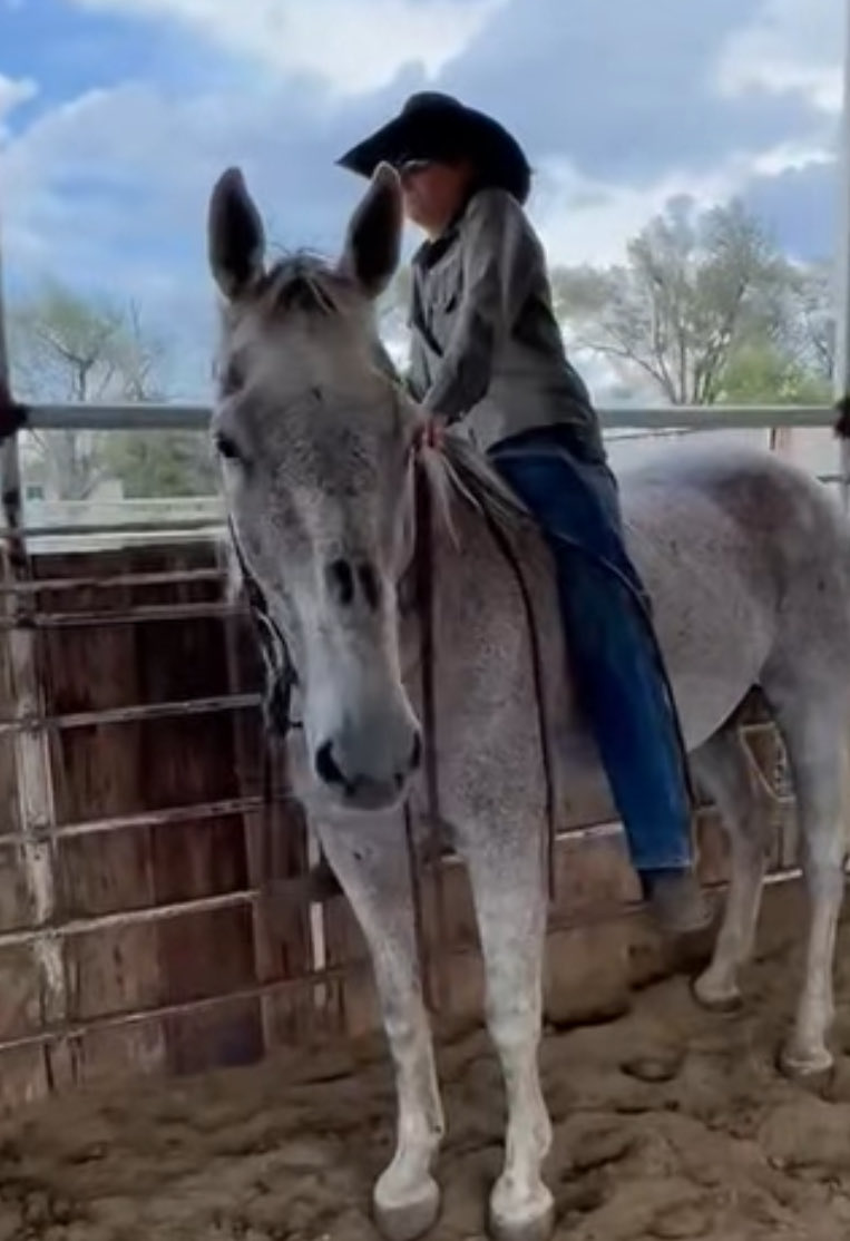 heartandhooves's tweet image. 🚨🚨DEADLINE TONIGHT🚨🚨 I know we are working on others but there are so many of them on the ship list tonight and we just have to try! Merlin needs our help! 

paypal.com/donate?campaig…