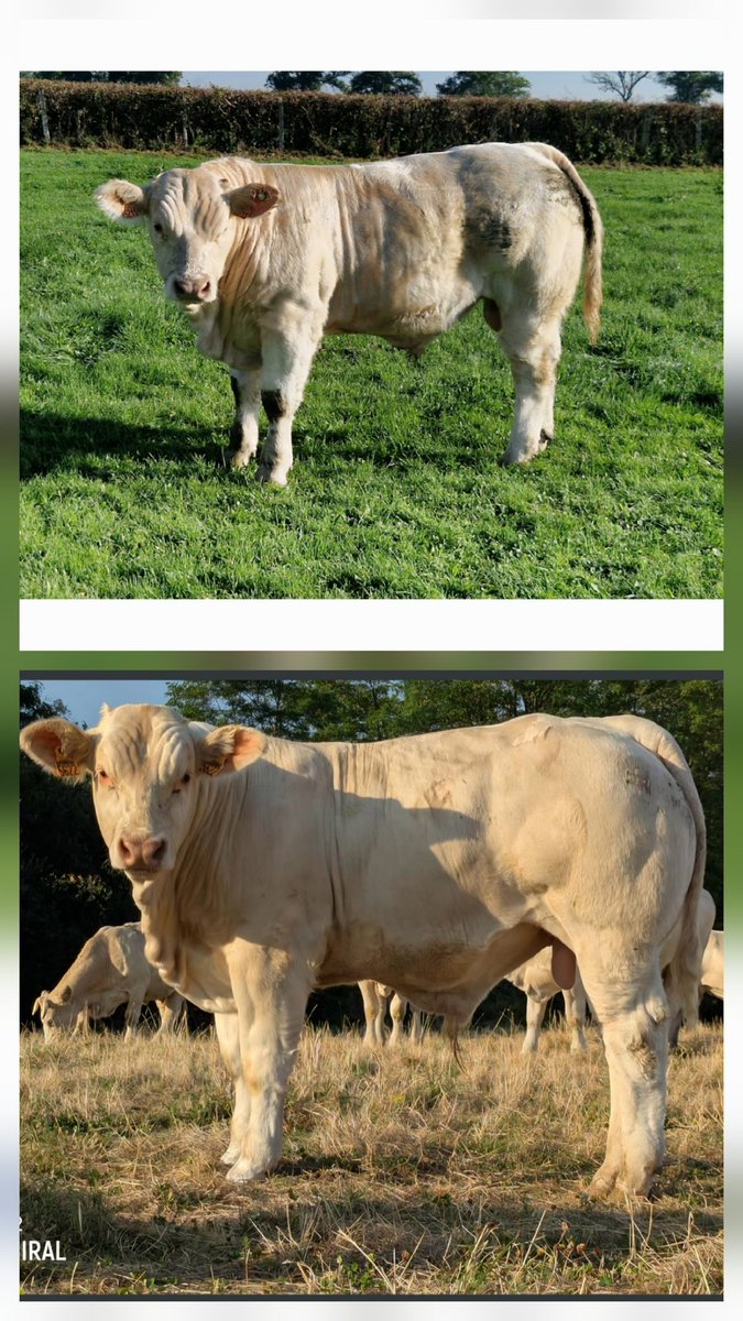 Après un périple la semaine dernière dans le pays du Charolais et des visites dans plusieurs élevages et un choix difficile ( à la base il m'en fallait que 1) 
Aventurier et Amiral viennent complèter l'équipe Reproducteurs
#ceuxquifontlaviande #charolais