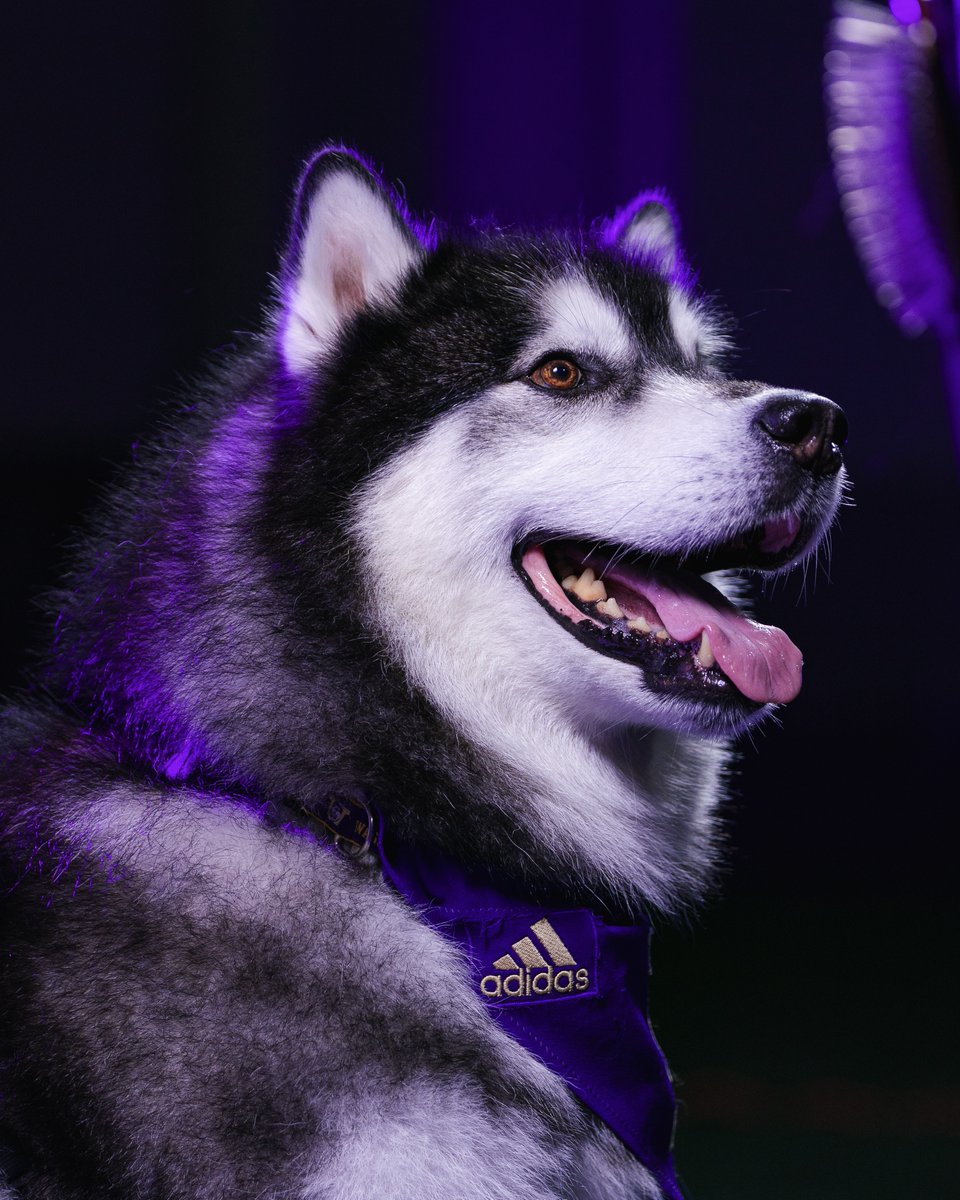 1️⃣0️⃣ things to know about everyone’s favorite live mascot 🐾

Learn more about <a href="/DubsUW/">Dubs</a>  → gohski.es/48U853l

#GoHuskies