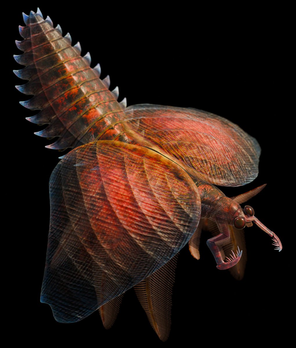 Prehistorica_CM's tweet photo. Papiliomaris kluessendorfae, first reported in 1985 as the Waukesha "Butterfly Animal", was recently described as a strange bivalved arthropod with three pairs of large, feathery appendages. Some reports indicate it could reach up to 20cm wide. https://t.co/gsVIjzpPcb