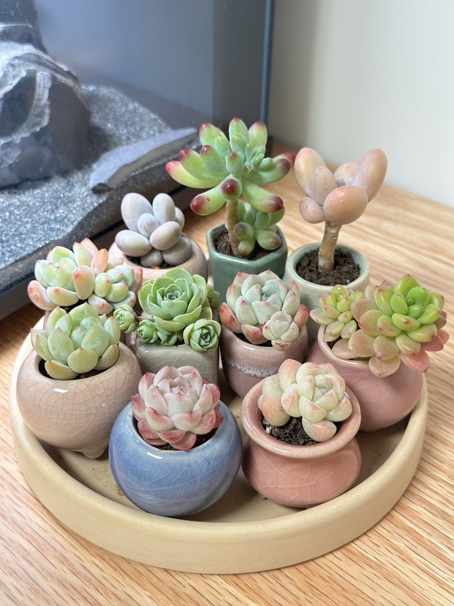 Succulents are really amazing, red, green and pink can all blend naturally.