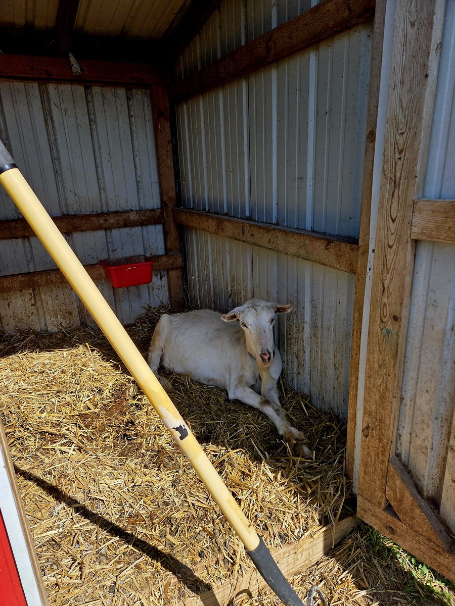 Down The Road Homestead tweet media