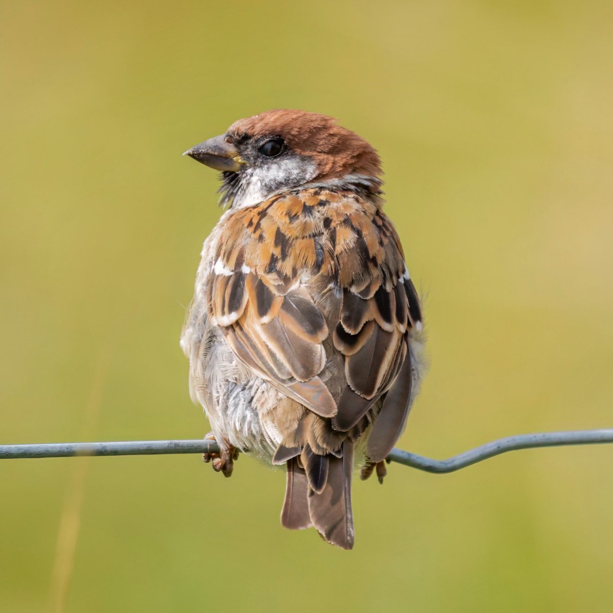 Tweet media one