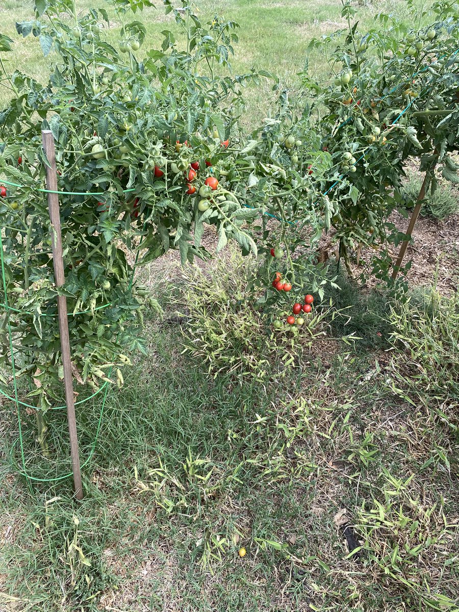 ‘Maters are still thriving