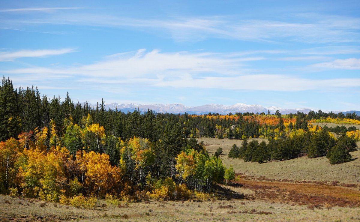 loganletsgo's tweet image. Autumn camping in Colorado. Yellow aspens and my girlfriend teaching me to fly fish