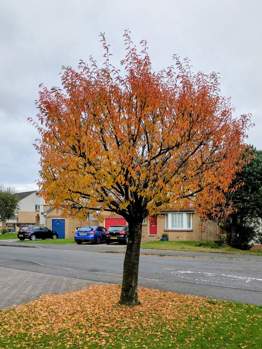 angelo_rules's tweet image. Autumn 🍁🥮🍂🍂🎃