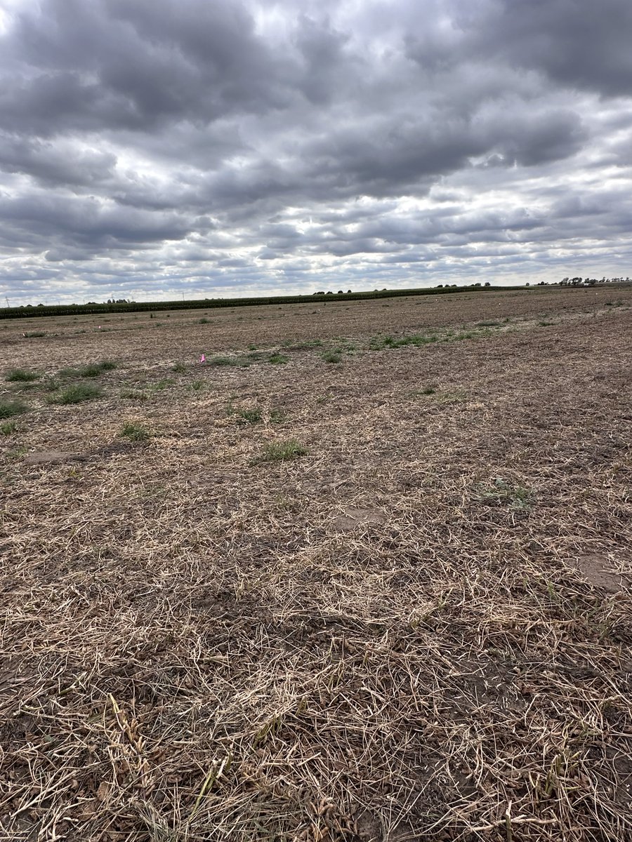 Working on our last plot for fall 2025 of wheat planting. Thank you to ⁦<a href="/1sauderben/">Benjamen Sauder</a>⁩ for the opportunity to put in a small irrigated wheat variety to test a few. ⁦<a href="/FVCoop/">FrenchmanValleyCoop</a>⁩