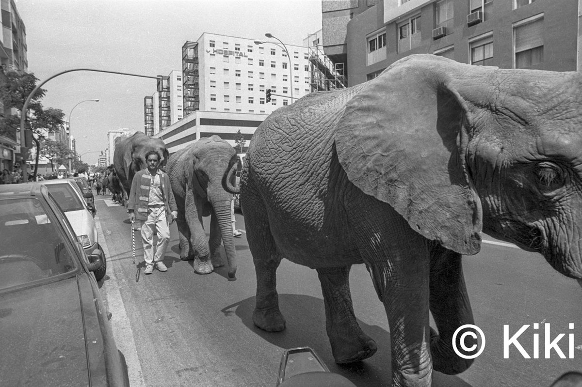 ¡𝐔𝐧𝐚 𝐞𝐬𝐜𝐞𝐧𝐚 𝐢𝐧𝐬𝐨́𝐥𝐢𝐭𝐚❗ 𝐀𝐥𝐠𝐨 𝐪𝐮𝐞 𝐡𝐚𝐜𝐞 𝐚𝐧̃𝐨𝐬 𝐞𝐫𝐚 𝐡𝐚𝐛𝐢𝐭𝐮𝐚𝐥, 𝐩𝐞𝐫𝐨 𝐪𝐮𝐞 𝐡𝐨𝐲 𝐫𝐞𝐬𝐮𝐥𝐭𝐚 𝐢𝐦𝐩𝐞𝐧𝐬𝐚𝐛𝐥𝐞.
Mientras circulaba con mi Torrot por la Avenida Cayetano del Toro, me encontré con una caravana de 7 elefantes, 5