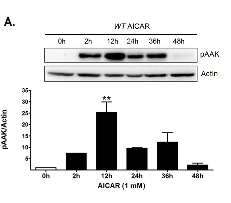1mM AICAR; shown to durably activate AMPK in worms 

Come and get $AMPED <a href="/AICARAMPK/">$AMPED</a> 

<a href="/pumpdotscience/">Pump Science</a>