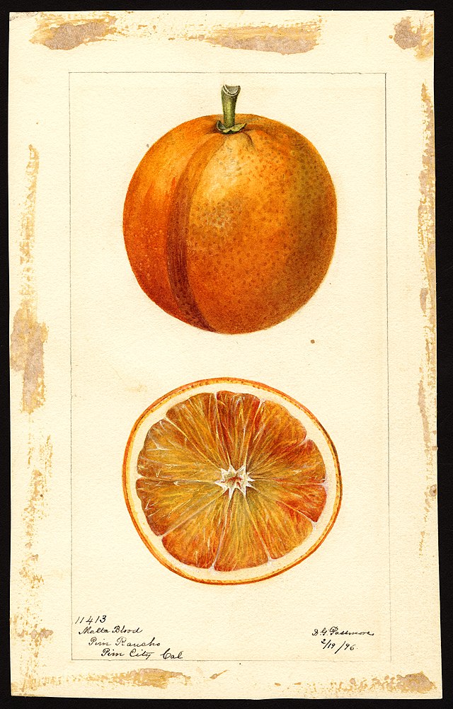 Rich, sharp, complex, sensuous, read this wonderful piece from Vera Clark, which is Pick of the Day! Please do share if you can
abctales.com/story/veraclar…