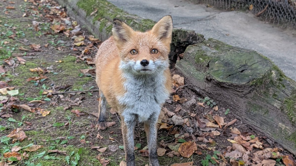 きたきつねページになります＊ 2025年 北きつね牧場 - 出発前に知っておくべきことすべて