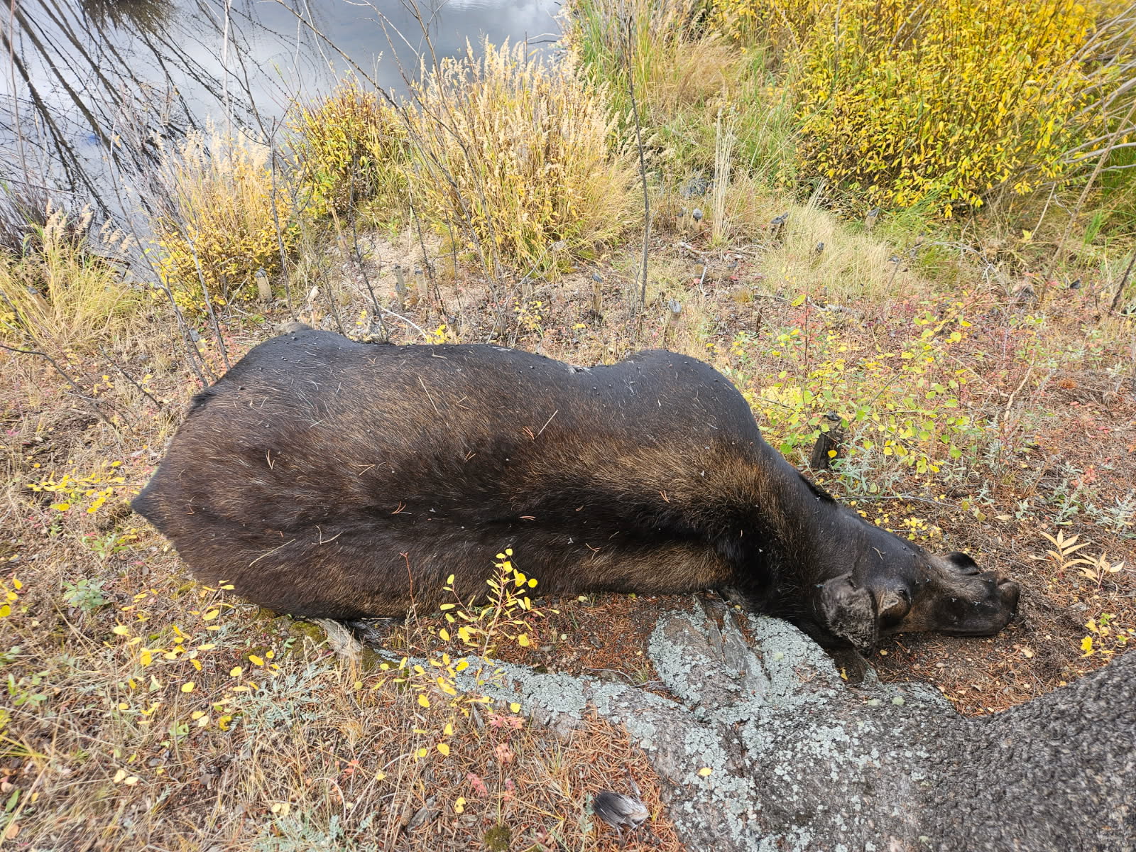Cow moose killed in a suspected poaching incident in Park County, Colorado in late September