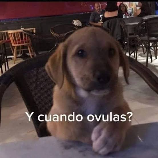 AlexaM41928's tweet photo. Regrese ❤️
Y estoy ovulando 🔥 https://t.co/G0FaCADcFl