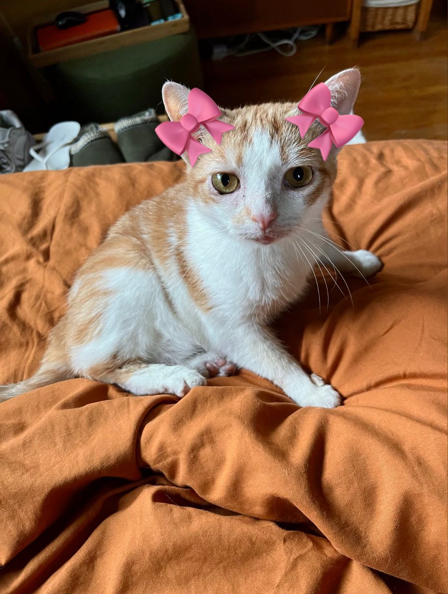 Wod yu thinky❓1 or 2 bow 4 pidgy ❓