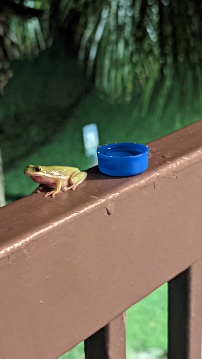 SuperheroFreak's tweet image. I love froges