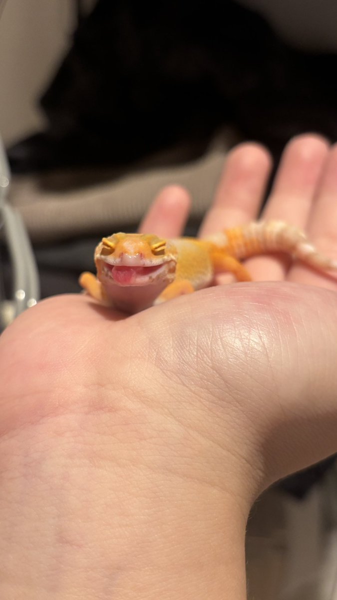 chacha_fattail's tweet photo. ヤモリ4匹それぞれ好みがあるから5種類(活イエコ、冷凍イエコ、レオパドライ、レオバイト、コオロギペースト)用意してるけど枳々はなんでも美味しそうに食べてくれる🥹
最年少なのにわがままいわなくてえらいね
お姉さんたちはわがままだけどそんなところも愛しいね🫶🏻 https://t.co/KETU5yC5eW