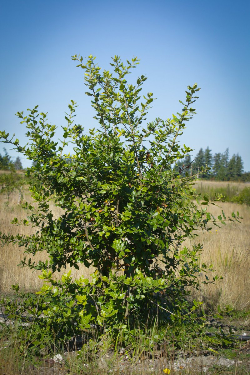 AlpineTruffle's tweet photo. From invasive plants to  truffle orchard ! 
Before 2018, this land was covered with Scotch broom — completely abandoned.
Now it’s a productive  truffle orchard, full of life and promise.
Hard work, patience, and nature’s magic made it possible. 💚
 #AlpineTruffle #TruffleOrchard https://t.co/P2gdZ5za2h