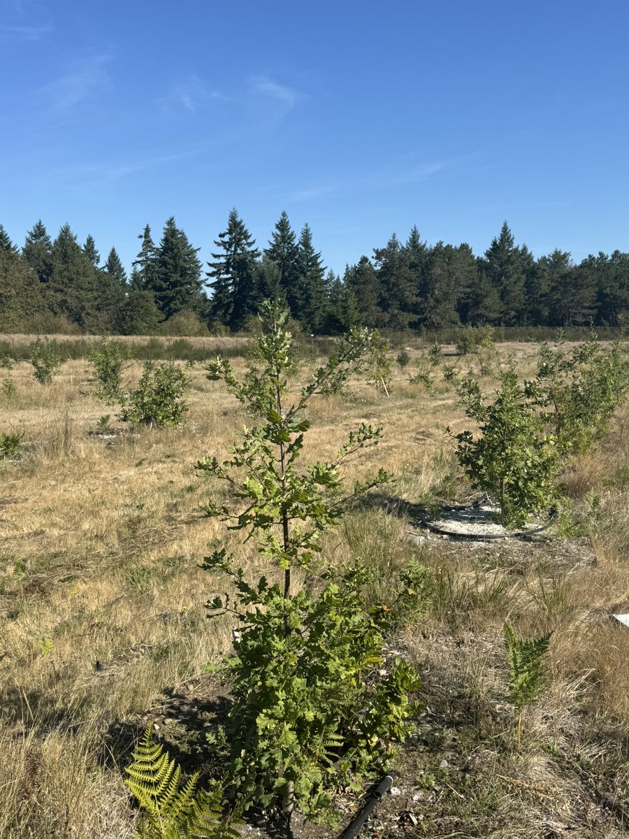 AlpineTruffle's tweet photo. From invasive plants to  truffle orchard ! 
Before 2018, this land was covered with Scotch broom — completely abandoned.
Now it’s a productive  truffle orchard, full of life and promise.
Hard work, patience, and nature’s magic made it possible. 💚
 #AlpineTruffle #TruffleOrchard https://t.co/P2gdZ5za2h