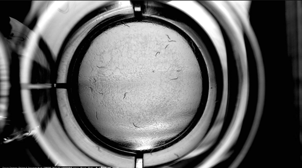 LongevityVentur's tweet image. Day 11 pics have dropped! They look quite healthy, promising news