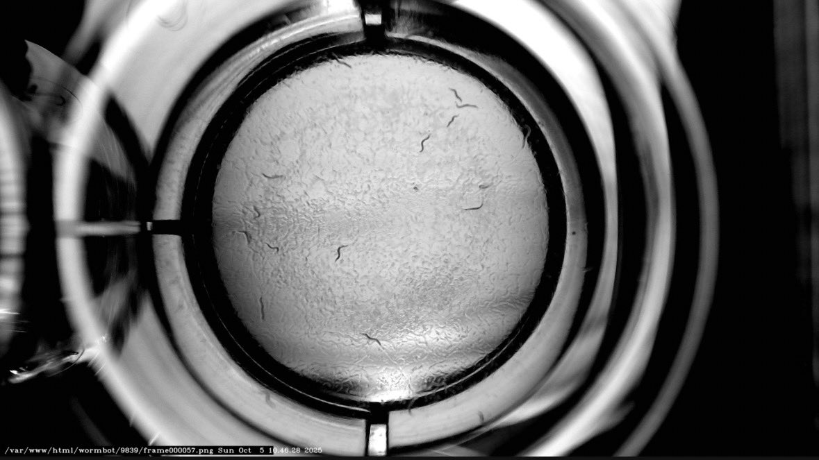 LongevityVentur's tweet image. Day 11 pics have dropped! They look quite healthy, promising news
