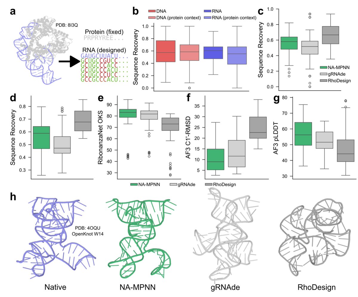 📢📢A new preprint from David Baker labs is here👇👇

What if a single AI model could design RNA sequences and predict protein-DNA binding better than specialized tools?<a href="/biorxivpreprint/">bioRxiv</a> <a href="/UWproteindesign/">Institute for Protein Design</a> 

"RNA sequence design and protein–DNA specificity prediction with NA-MPNN"