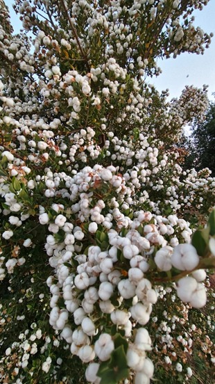 📣 INFOR presenta Programa FNDR - Ñuble de Flora Melífera en la comuna de Pinto 🌿🌸🐝
✅️ A solicitud del Prodesal de la I. Municipalidad de Pinto, el equipo de INFOR, liderado por la investigadora María Paz Molina, dio a conocer el Programa FNDR - Ñuble de Flora Melífera, ➡️