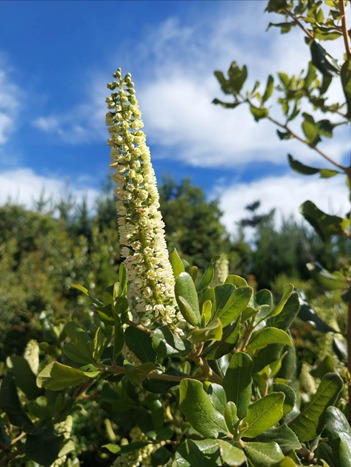 INFOR_Minagri's tweet photo. 📣 INFOR presenta Programa FNDR - Ñuble de Flora Melífera en la comuna de Pinto 🌿🌸🐝
✅️ A solicitud del Prodesal de la I. Municipalidad de Pinto, el equipo de INFOR, liderado por la investigadora María Paz Molina, dio a conocer el Programa FNDR - Ñuble de Flora Melífera, ➡️ https://t.co/tb90lGI7P0