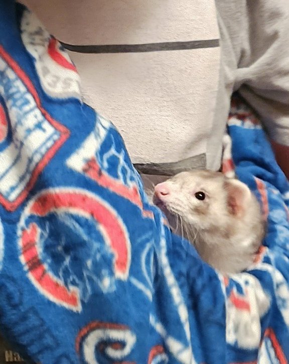 CrimFerret's tweet photo. รmile Dookheim & Arson competed at the 35th Annual "Greatest Ferret Show on Earth" held in Chicago this past weekend.
Dookheim won 1st Place, and Arson won 2nd Place, in the "Mutt" category. ๐พ๐ช๐ฝ๐พ
#Ferrets #AcademicPets #Criminology #Sociology https://t.co/Uultlc24jp