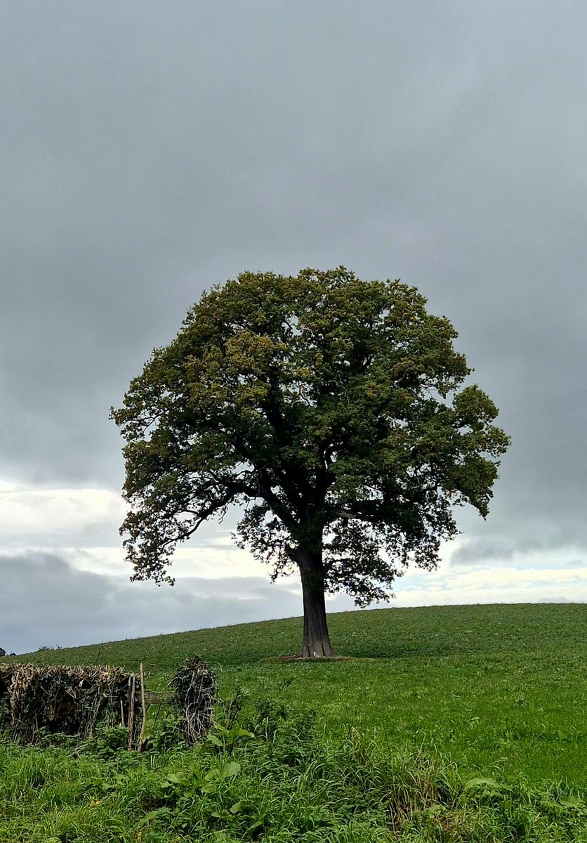 Sheriff Rick Grimes, Richmondshire County🇬🇧🤠⭐️ tweet media