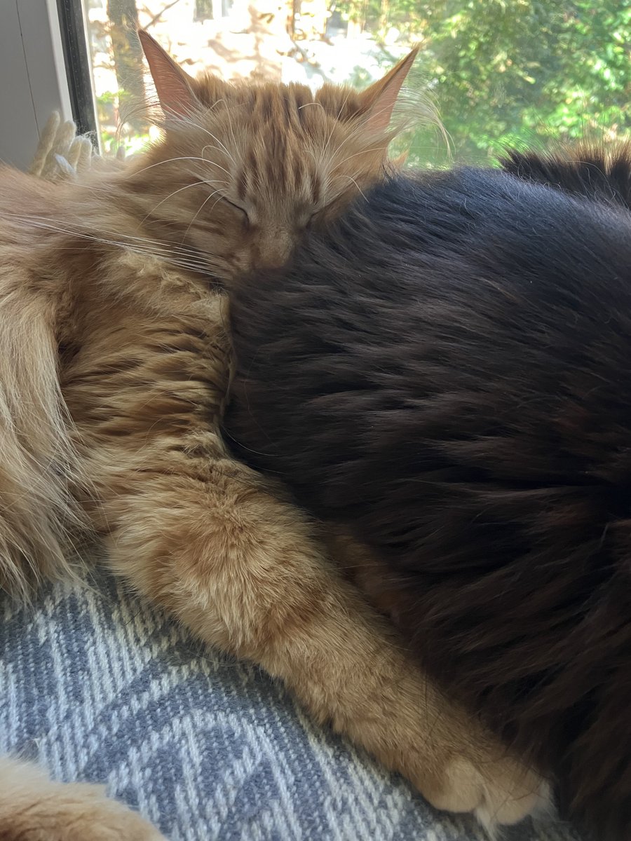 Як щодо каштанчика?