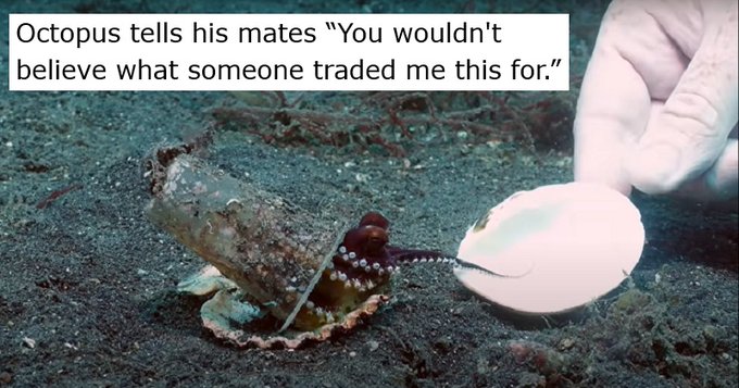 ThePoke's tweet image. Watch this octopus trade a plastic cup home for a shell – with a little help. #WorldOctopusDay #Recap 
thepoke.com/2023/07/29/oct…