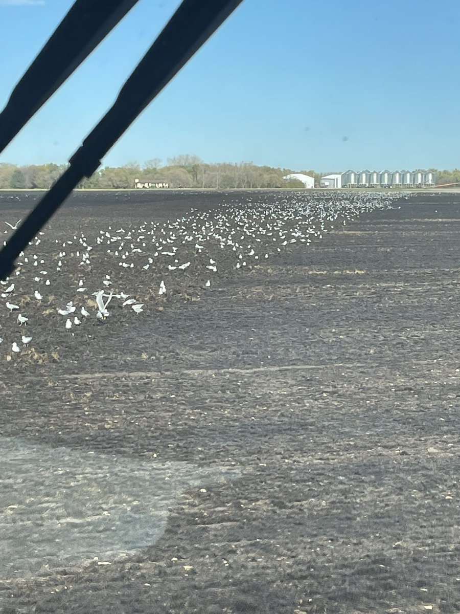 David Swanton tweet media