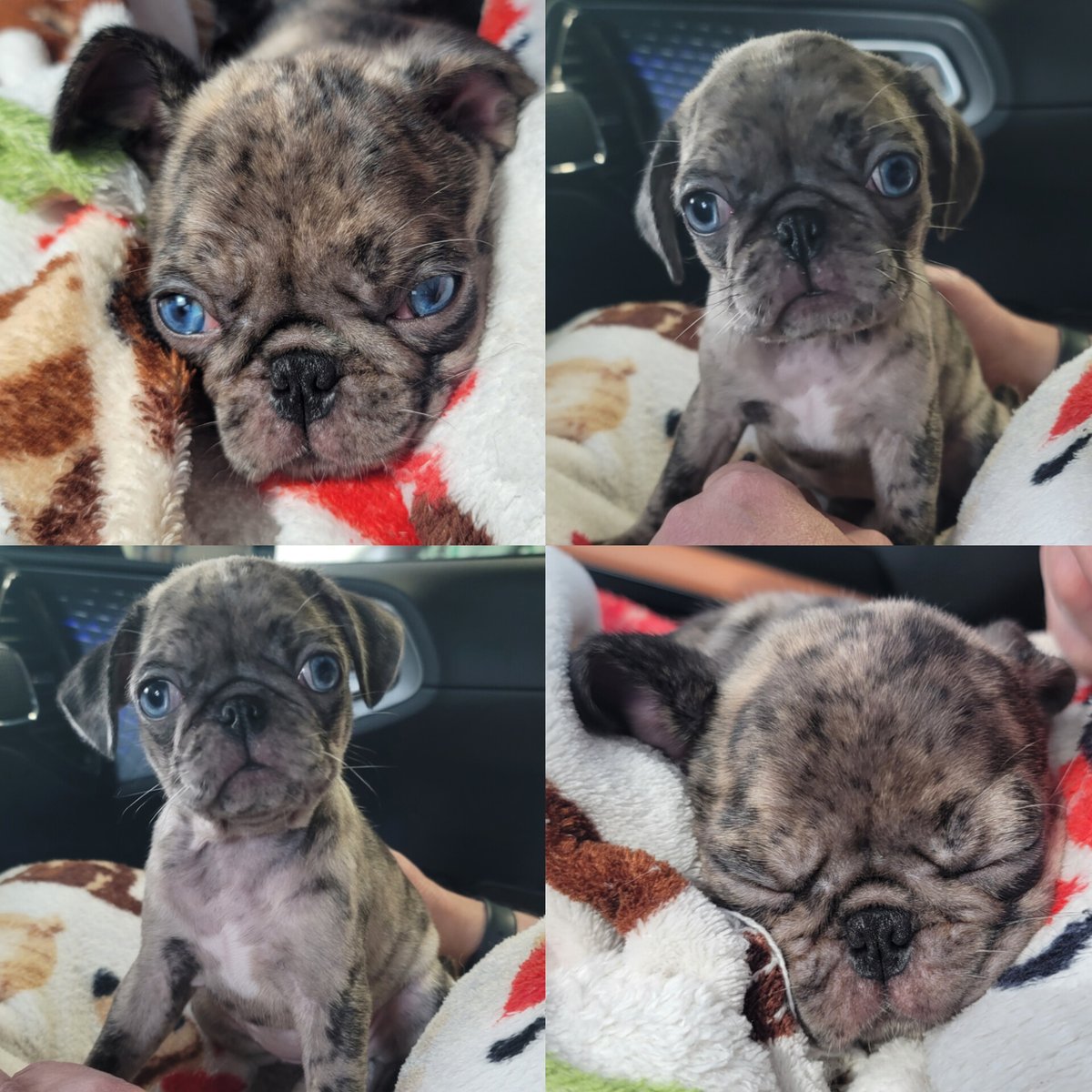 pugpartyplusone's tweet photo. Just dropped little Piper (Cara) off. It's hard but she is so loved already! She has her own play mat already! I can't wait for updates!!
#frug #frugs #pugpartyplusone https://t.co/U3WY4TgDEO