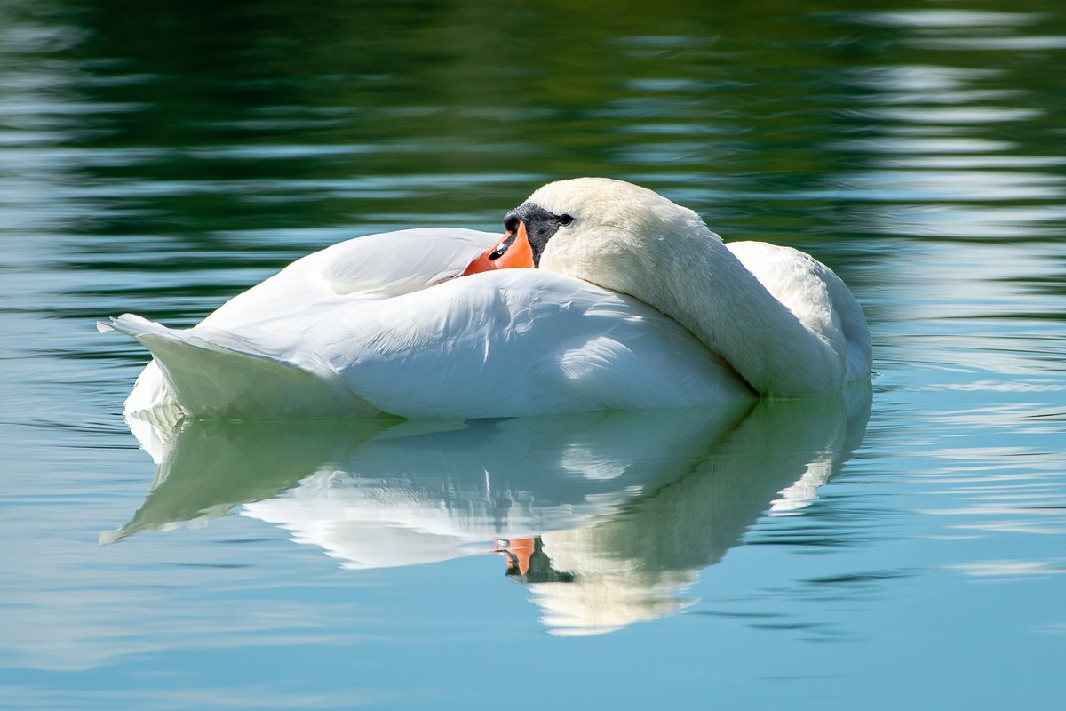 Dozing swan