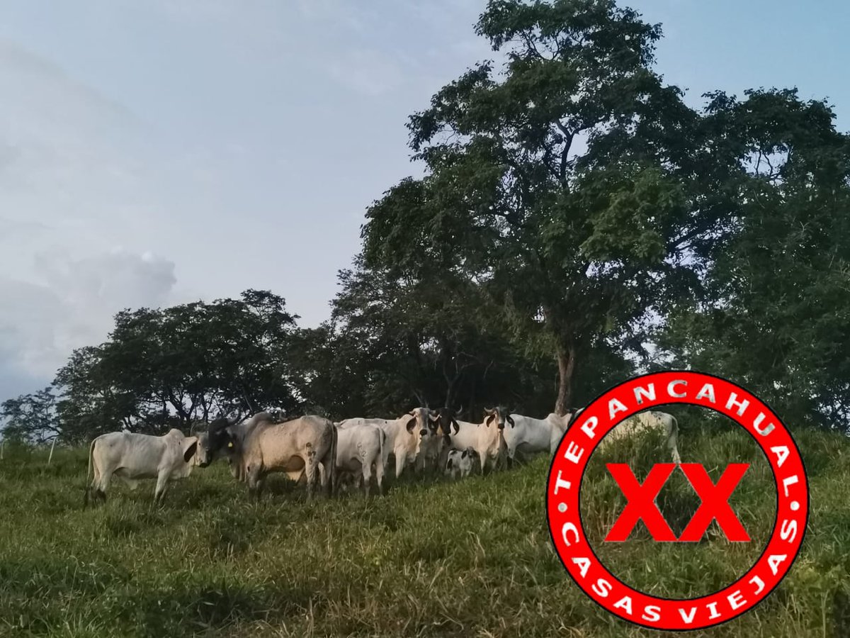 Ranchosybrechas's tweet photo. Le damos la bienvenida al becerro "Huasteco", primer becerro Sardo Negro nacido en Casas Viejas.
.
.
.
.
.
.
#rancho #ranchlife #postalesdelcampo #ganado #cattle #ElCampoNoPara #SoyRanchero #Huasteca #Veracruz #Chiconamel #RanchoCasasViejas #SardoNegro https://t.co/2k4WD0pCBE