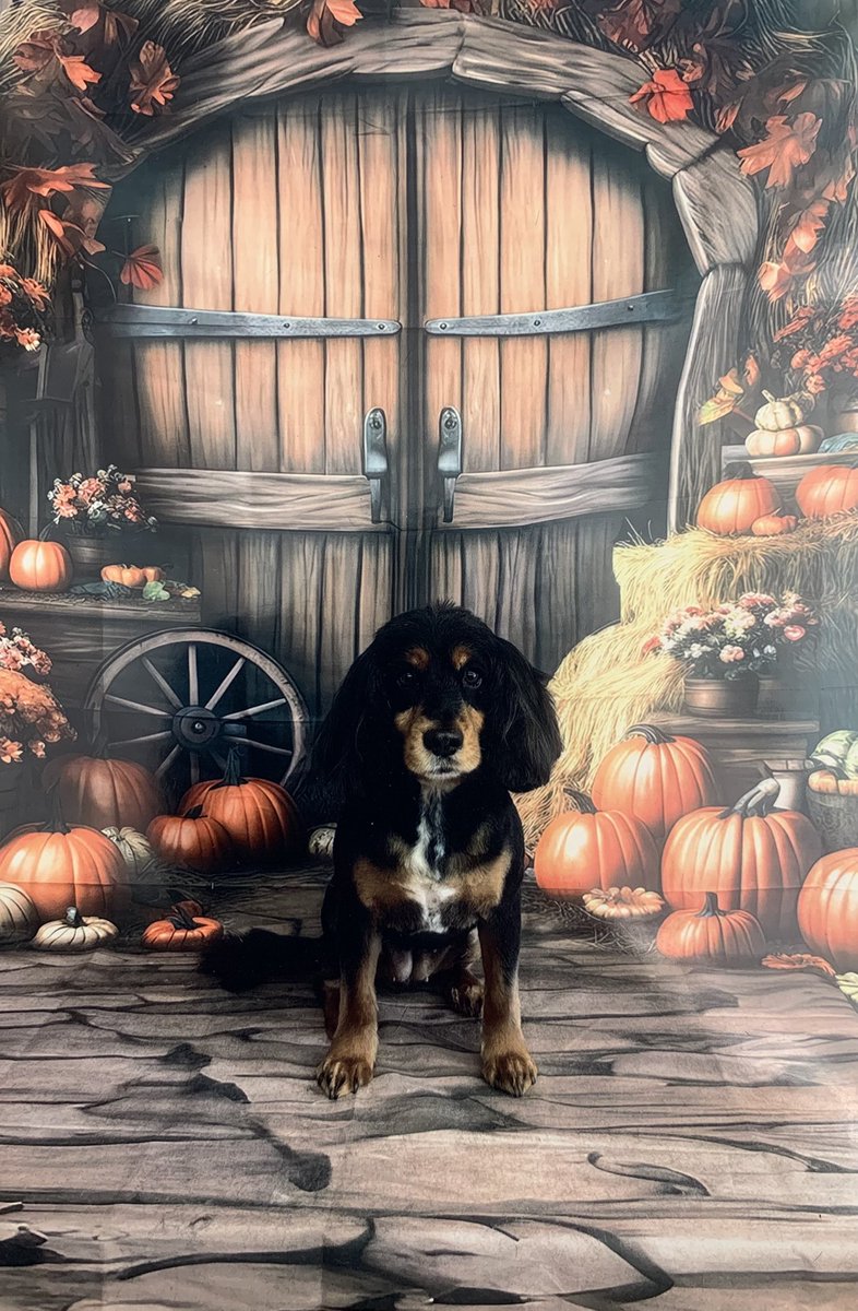 Rustically's tweet image. Haircut for Jyn……….walks are so much cleaner now!!!!! 🙃