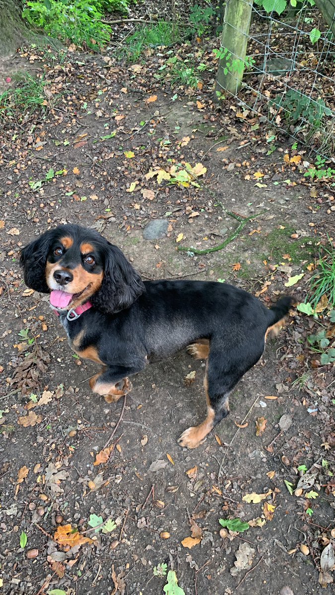 Rustically's tweet image. Haircut for Jyn……….walks are so much cleaner now!!!!! 🙃