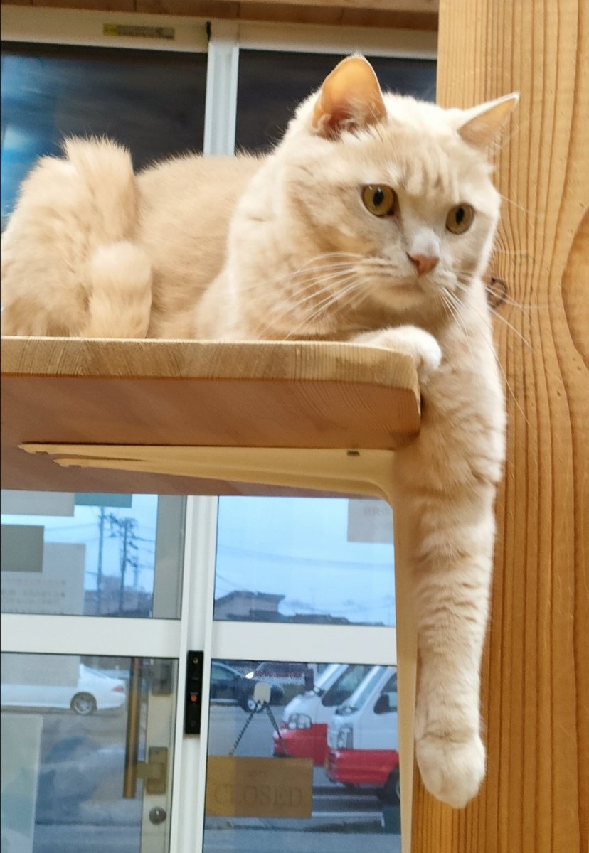 ●曲がったことが嫌いです🤔
#新潟　#猫　#猫カフェ