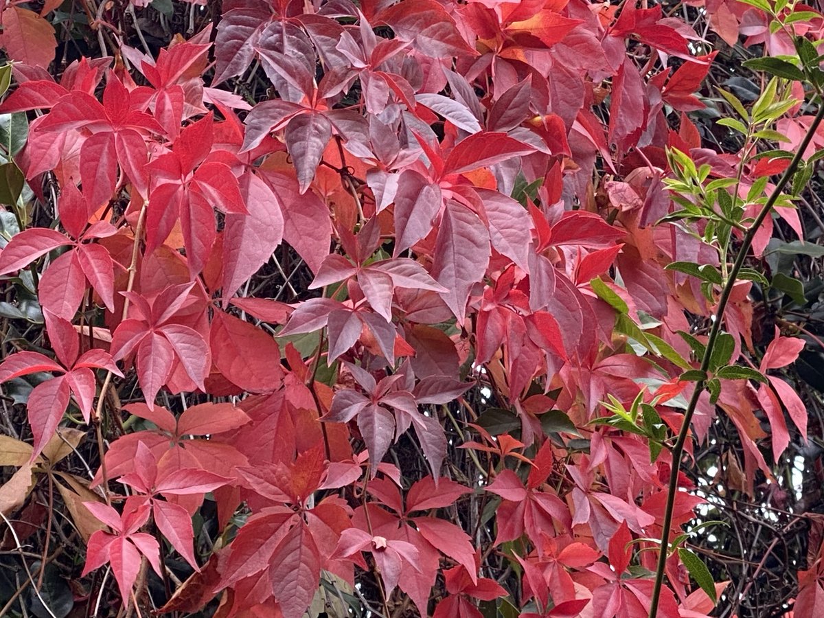 Guy Fiegehen (@fiegehen) on Twitter photo Virginia Creeper glowing in the sun on Baillies Walk along Ascott Allotments <a href="/EalingHour/">Ealing Hour</a> #EalingHour Virginia Creeper glowing in the sun on Baillies Walk along Ascott Allotments <a href="/EalingHour/">Ealing Hour</a> #EalingHour