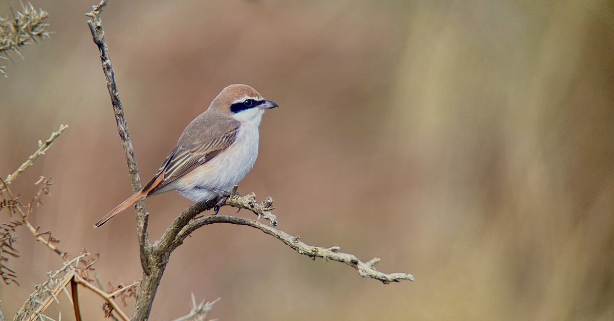 Turkestan Shrike this morning at Dunwich Heath.